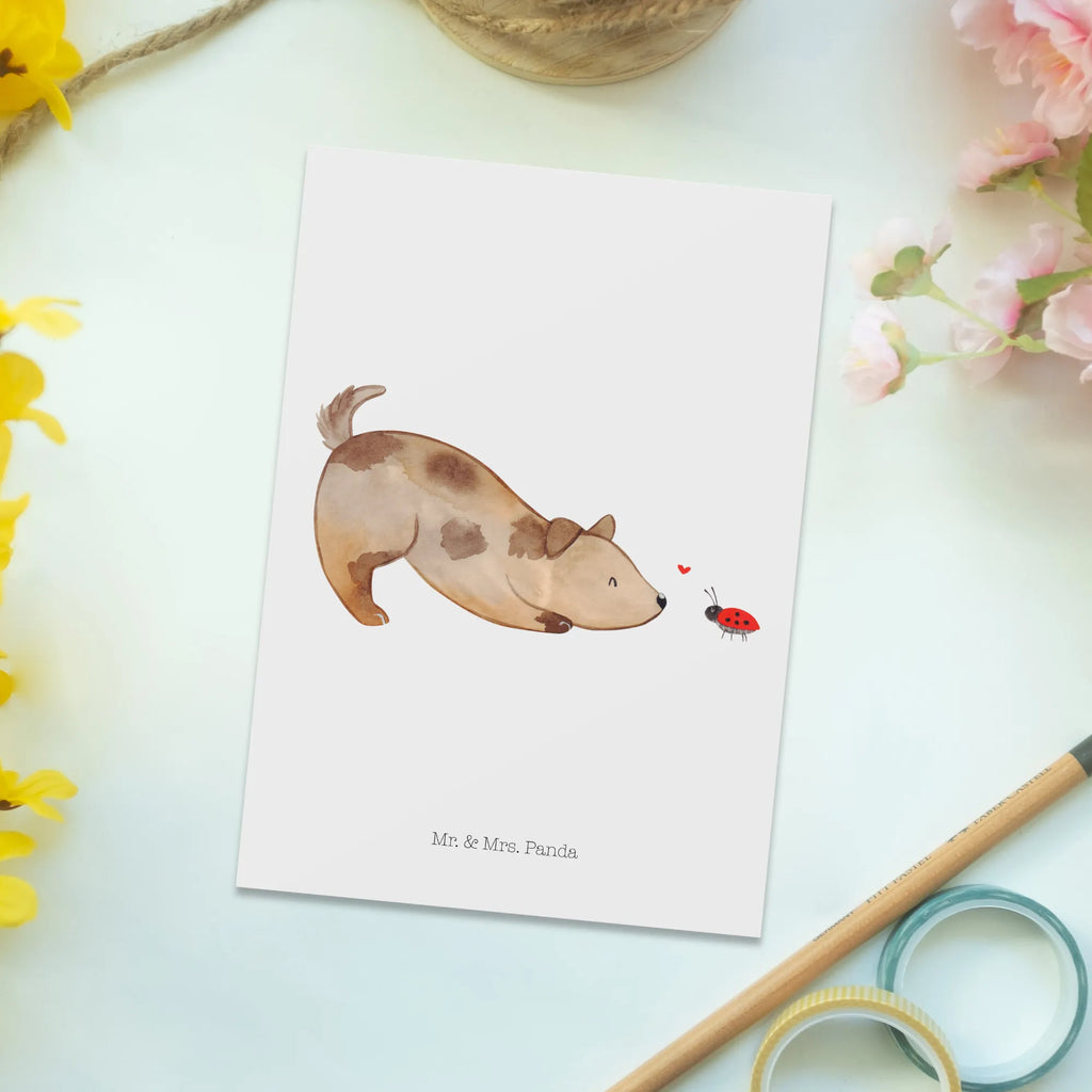 Pocztówka pies biedronka Ansichtskarte, Kunstkarten, Designkarte, Fotokarte, einzelkarte, Grußkarte, Motivkarte, Ansichtskarten, kunstkarte, spruchkarte, bildkarte, Postkarte, Postkarten, Sprüche, Tierliebhaber, Hundemotiv, Hundebesitzer, Hunderasse, Haustier, Hund, Marienkäfer, Mischlinghund, Hundespruch, Hunde, Mischling