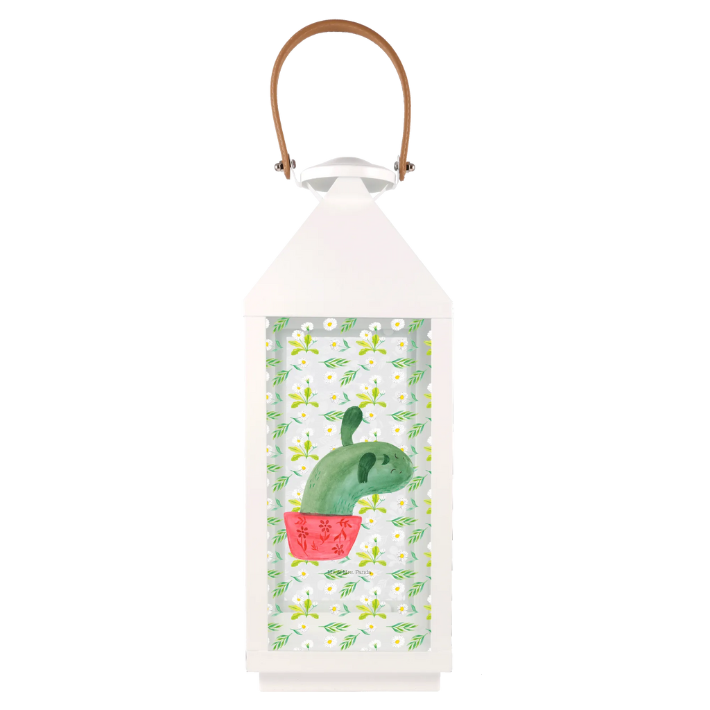 Decorative lantern cactus mummy cactus, cactuses, plants, cactus plant, small green cactus, cactus love, annoyance, school, motivation, quota, office, office life, cacti