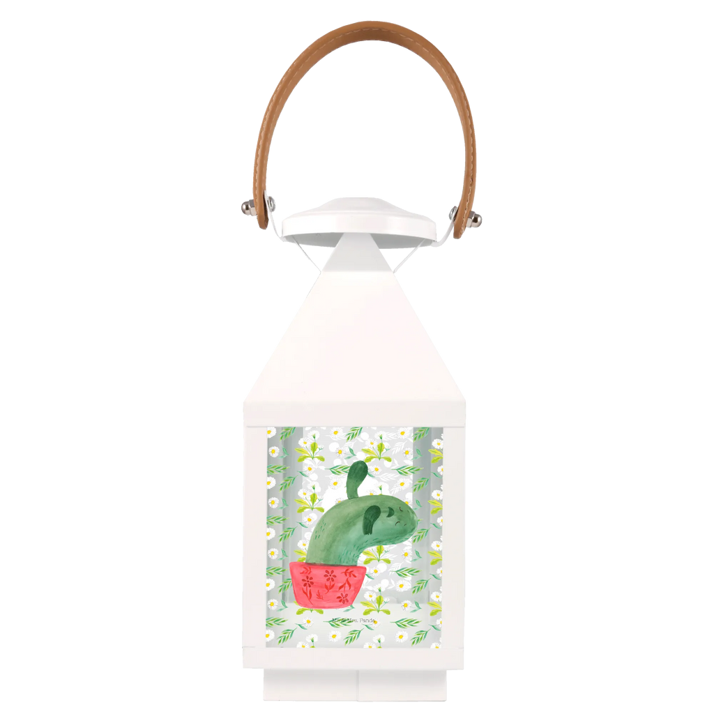 Decorative lantern cactus mummy cactus, cactuses, plants, cactus plant, small green cactus, cactus love, annoyance, school, motivation, quota, office, office life, cacti