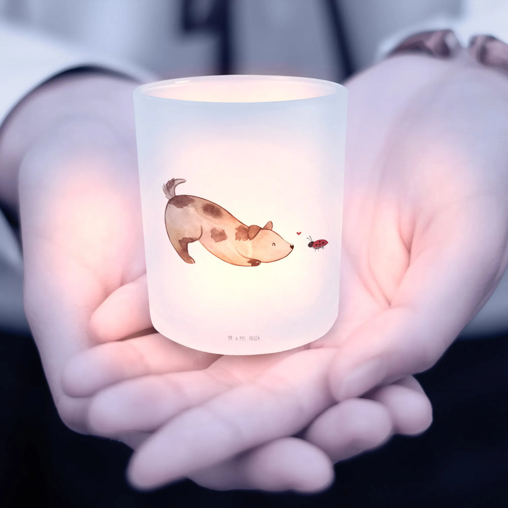 Latarenka pies biedronka Pies, motyw psa, zwierzę domowe, rasa psa, miłośnik zwierząt, właściciel psa, powiedzenia