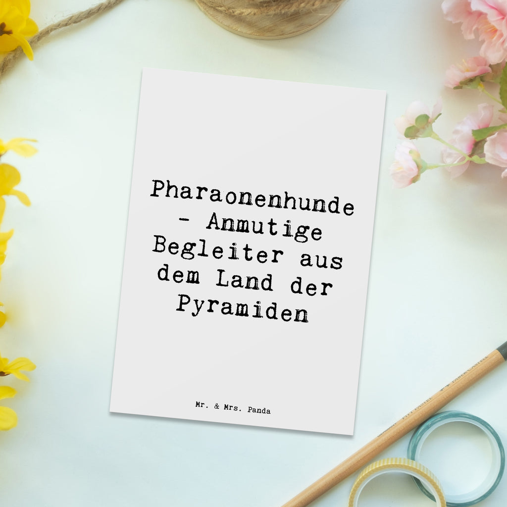 Postcard Saying Pharaonenhunde - Anmutige Begleiter aus dem Land der Pyramiden Ansichtskarte, Einladungskarten Geburtstag, Geschenkkarte, Dankeskarte, Geburtstagskarte, Ansichtskarten, Karte, Einladungskarte, Grußkarte, Postkarte, Einladung, Einladung Geburtstag, Hund, Hunderasse, Rassehund, Hundebesitzer, Geschenk, Tierfreund, Schenken, Welpe