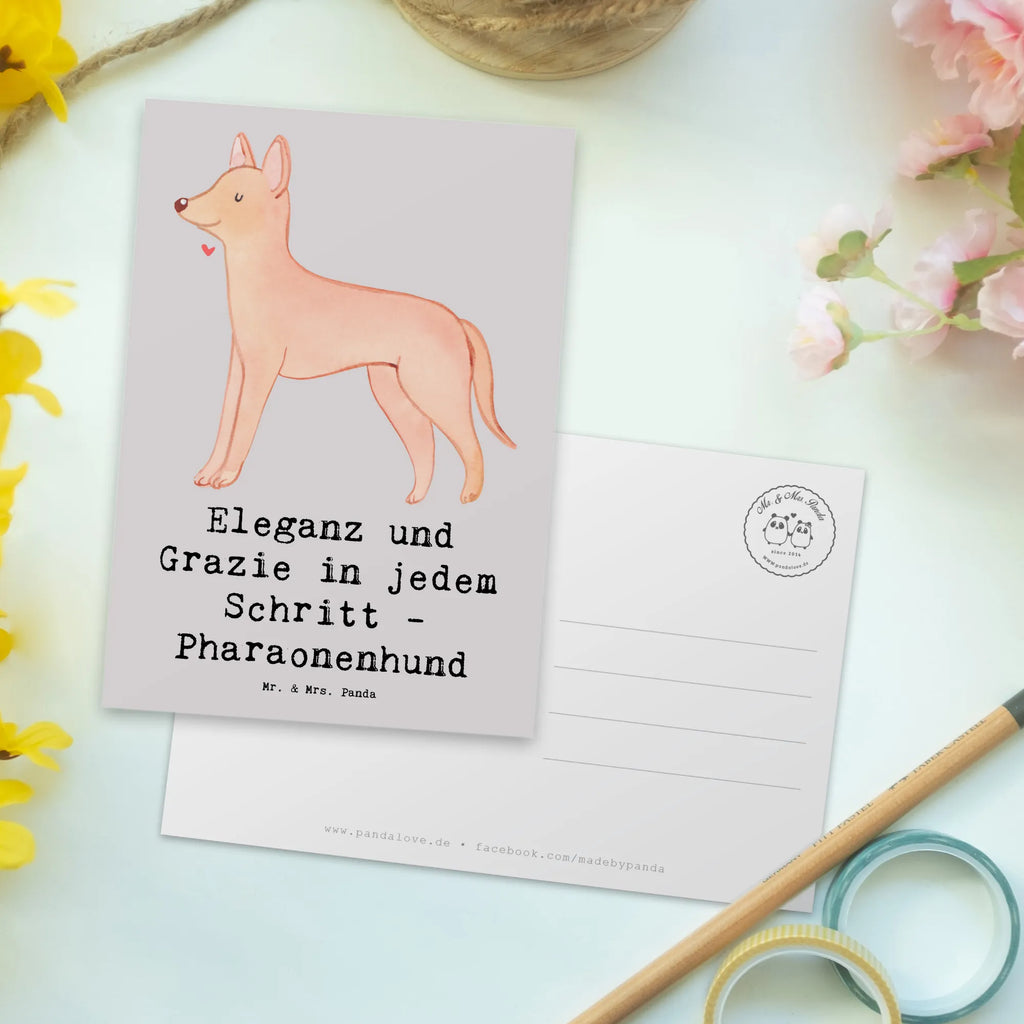 Postcard Eleganz und Grazie in jedem Schritt - Pharaonenhund Postkarte, Grußkarte, Geschenkkarte, Ansichtskarten, Dankeskarte, Einladungskarten Geburtstag, Ansichtskarte, Geburtstagskarte, Einladung, Karte, Einladung Geburtstag, Einladungskarte, Hund, Hunderasse, Rassehund, Hundebesitzer, Geschenk, Tierfreund, Schenken, Welpe