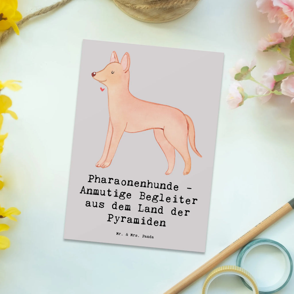 Postcard Pharaonenhunde - Anmutige Begleiter aus dem Land der Pyramiden Geburtstagskarte, Ansichtskarten, Einladung Geburtstag, Karte, Dankeskarte, Einladung, Geschenkkarte, Ansichtskarte, Postkarte, Grußkarte, Einladungskarten Geburtstag, Einladungskarte, Hund, Hunderasse, Rassehund, Hundebesitzer, Geschenk, Tierfreund, Schenken, Welpe