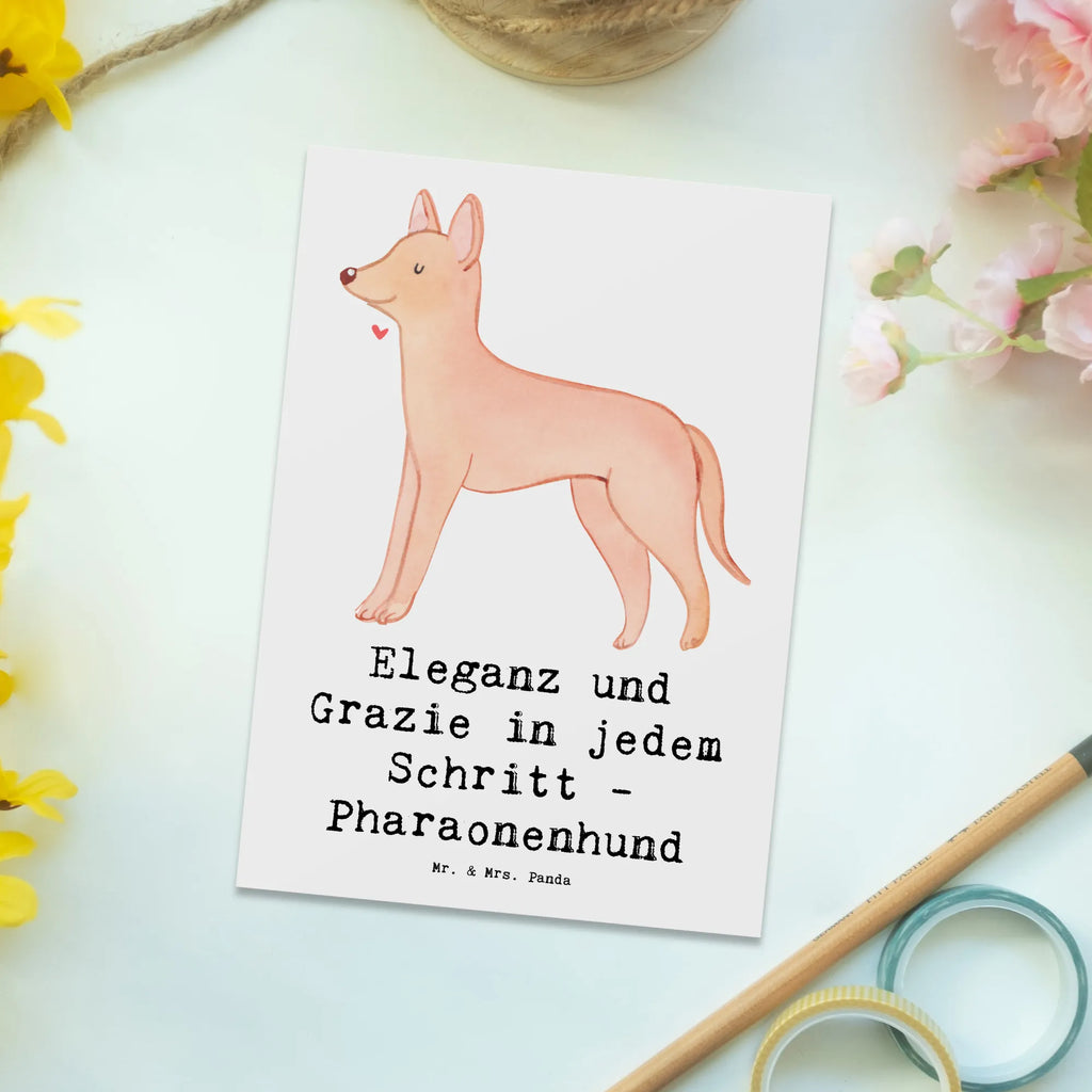 Postcard Eleganz und Grazie in jedem Schritt - Pharaonenhund Postkarte, Grußkarte, Geschenkkarte, Ansichtskarten, Dankeskarte, Einladungskarten Geburtstag, Ansichtskarte, Geburtstagskarte, Einladung, Karte, Einladung Geburtstag, Einladungskarte, Hund, Hunderasse, Rassehund, Hundebesitzer, Geschenk, Tierfreund, Schenken, Welpe