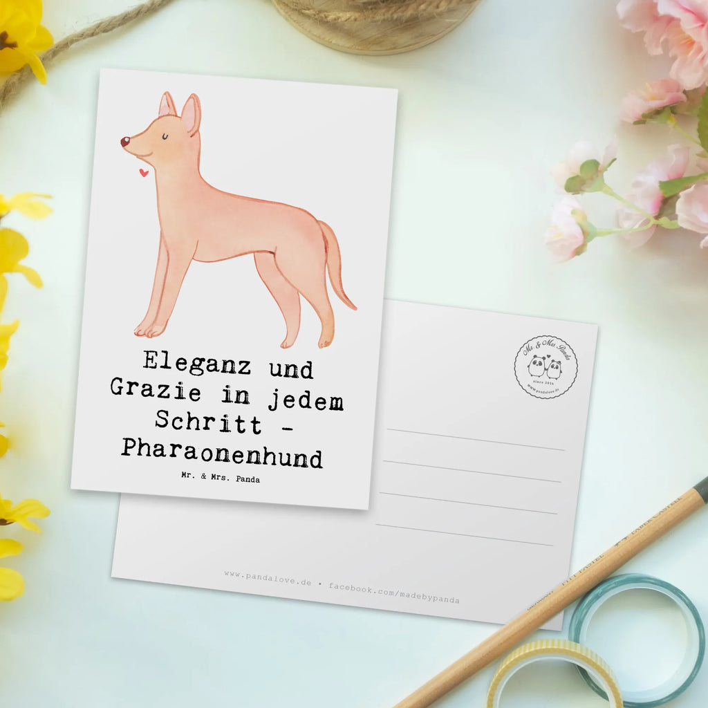 Postcard Eleganz und Grazie in jedem Schritt - Pharaonenhund Postkarte, Grußkarte, Geschenkkarte, Ansichtskarten, Dankeskarte, Einladungskarten Geburtstag, Ansichtskarte, Geburtstagskarte, Einladung, Karte, Einladung Geburtstag, Einladungskarte, Hund, Hunderasse, Rassehund, Hundebesitzer, Geschenk, Tierfreund, Schenken, Welpe
