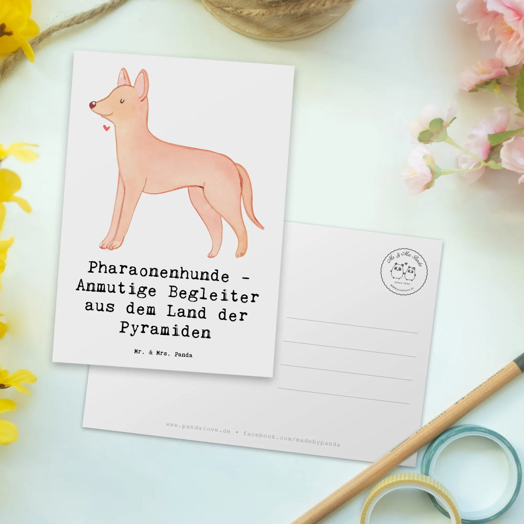 Postcard Pharaonenhunde - Anmutige Begleiter aus dem Land der Pyramiden Geburtstagskarte, Ansichtskarten, Einladung Geburtstag, Karte, Dankeskarte, Einladung, Geschenkkarte, Ansichtskarte, Postkarte, Grußkarte, Einladungskarten Geburtstag, Einladungskarte, Hund, Hunderasse, Rassehund, Hundebesitzer, Geschenk, Tierfreund, Schenken, Welpe