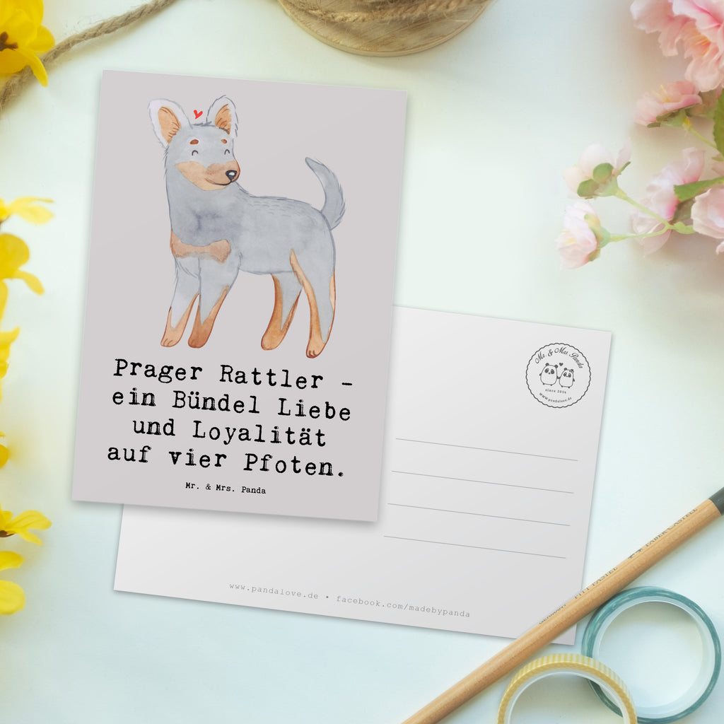 Postcard Prager Rattler - ein Bündel Liebe und Loyalität auf vier Pfoten. Karte, Ansichtskarten, Grußkarte, Dankeskarte, Postkarte, Einladung Geburtstag, Einladungskarte, Einladung, Geburtstagskarte, Geschenkkarte, Einladungskarten Geburtstag, Ansichtskarte, Hund, Hunderasse, Rassehund, Hundebesitzer, Geschenk, Tierfreund, Schenken, Welpe