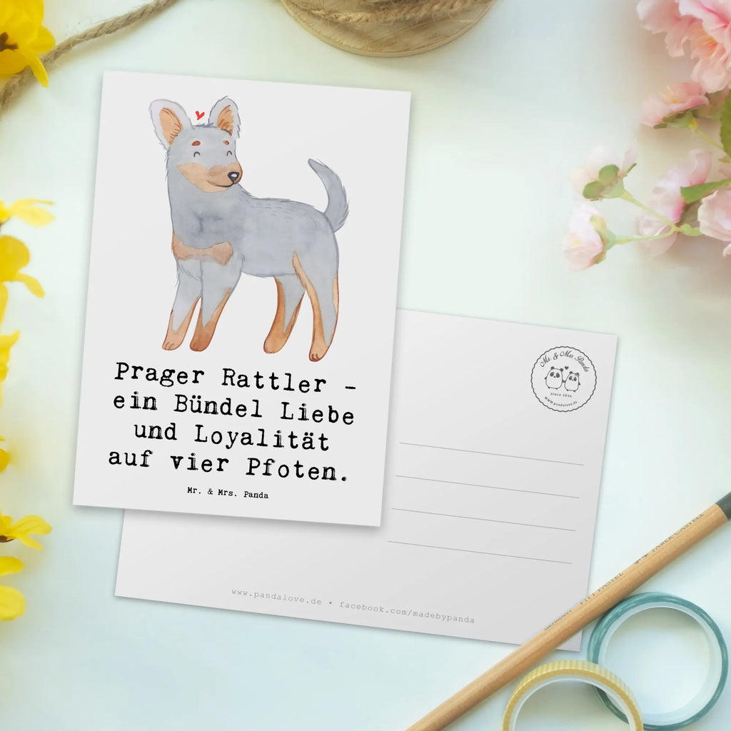Postcard Prager Rattler - ein Bündel Liebe und Loyalität auf vier Pfoten. Karte, Ansichtskarten, Grußkarte, Dankeskarte, Postkarte, Einladung Geburtstag, Einladungskarte, Einladung, Geburtstagskarte, Geschenkkarte, Einladungskarten Geburtstag, Ansichtskarte, Hund, Hunderasse, Rassehund, Hundebesitzer, Geschenk, Tierfreund, Schenken, Welpe