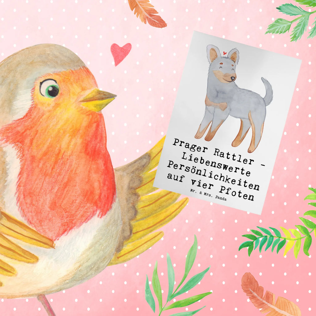 Greetings card Prager Rattler - Liebenswerte Persönlichkeiten auf vier Pfoten Grußkarte, Einladungskarte, Karte, Ansichtskarten, Glückwunschkarte, Hochzeitskarte, Klappkarte, Geburtstagskarte, Hund, Hunderasse, Rassehund, Hundebesitzer, Geschenk, Tierfreund, Schenken, Welpe