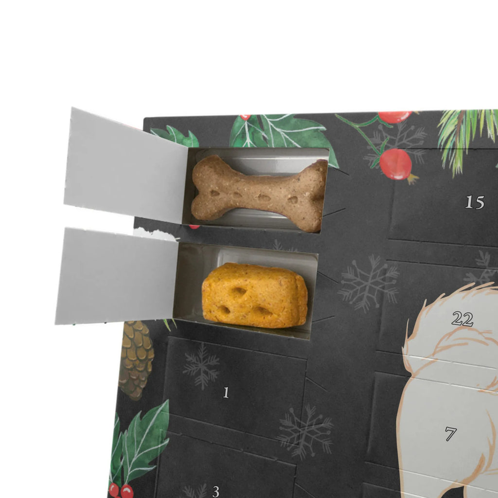  Hawanyzer chwila Pies, rasa psa, pies rasowy, właściciel psa, prezent, miłośnik zwierząt, dawanie, szczeniak