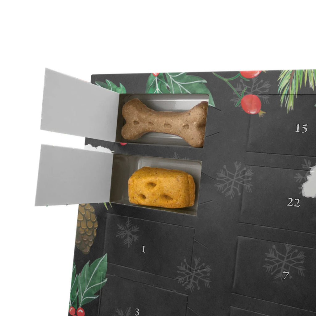  mały pudel chwila dawanie, prezent, Pies, rasa psa, pies rasowy, właściciel psa, miłośnik zwierząt, szczeniak