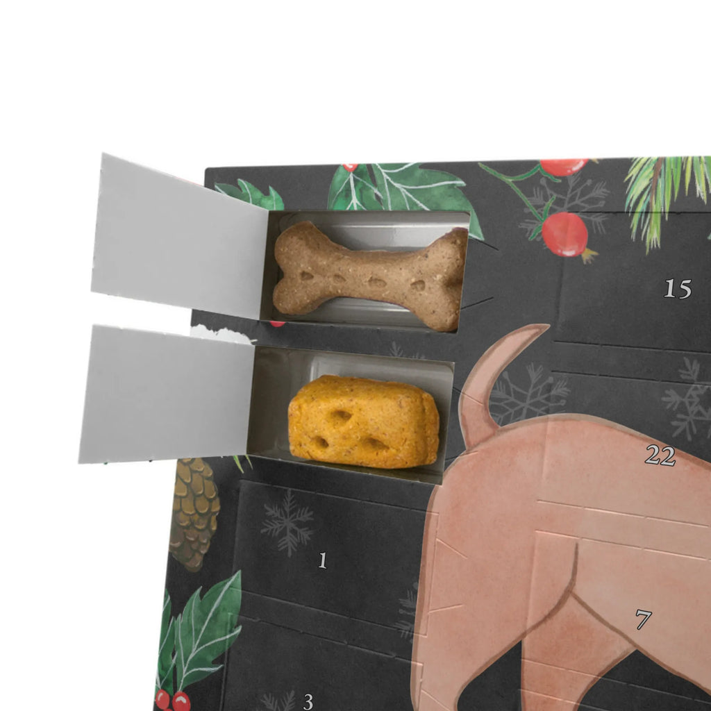  Dachshund Smooth-haired Dachshund moment Hunde Adventskalender, Geschenk, Schenken, Hund, Hunderasse, Rassehund, Hundebesitzer, Tierfreund, Welpe, Dachshund, Kurzhaardackel, Teckel