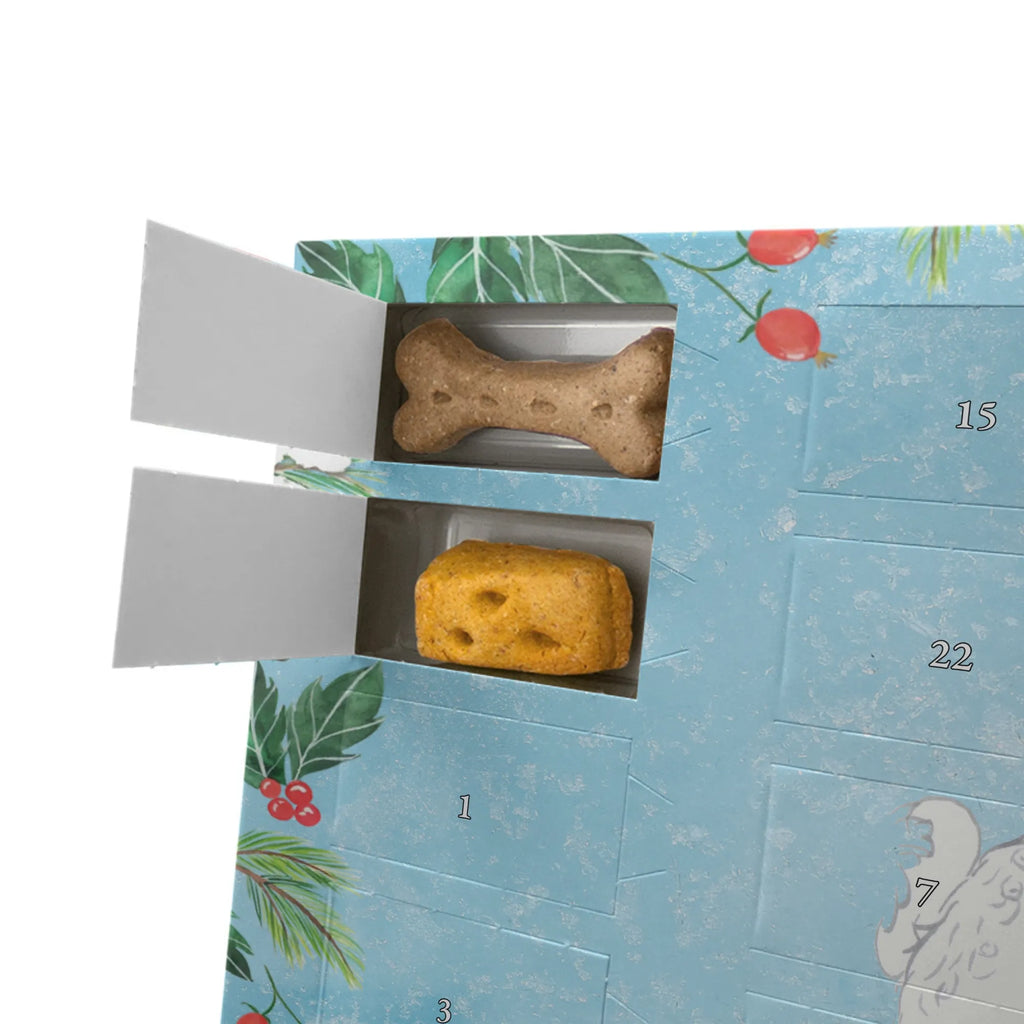  Bichon Frise Chwila Pies, rasa psa, pies rasowy, właściciel psa, prezent, miłośnik zwierząt, dawanie, szczeniak