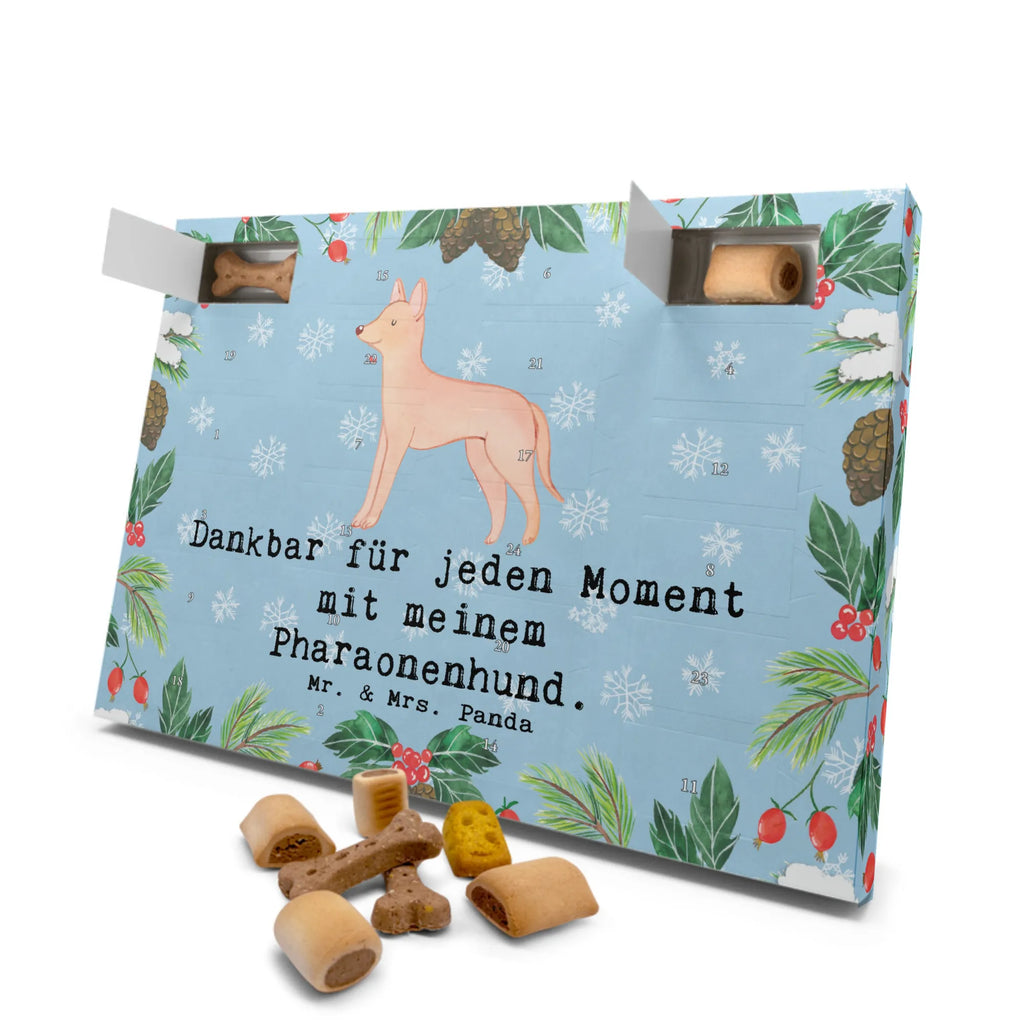 Hunde Adventskalender Pharaonenhund Moment Kalender, Adventskalender für Hunde, Weihnachtskalender, Hunde Adventskalender, Geschenk, Schenken, Hund, Hunderasse, Rassehund, Hundebesitzer, Tierfreund, Welpe, Pharaoh Hound, Kelb Tal-Fenek, Pharaonenhund