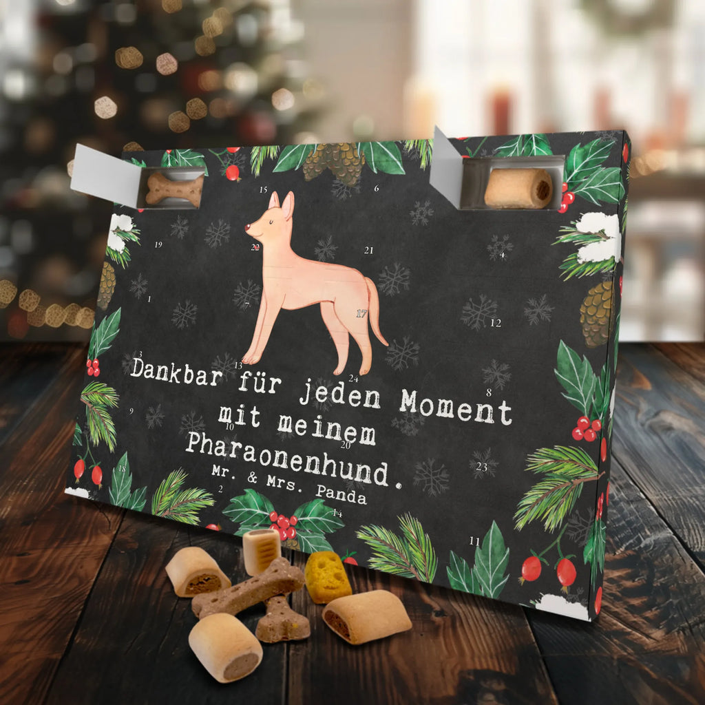Hunde Adventskalender Pharaonenhund Moment Kalender, Adventskalender für Hunde, Weihnachtskalender, Hunde Adventskalender, Geschenk, Schenken, Hund, Hunderasse, Rassehund, Hundebesitzer, Tierfreund, Welpe, Pharaoh Hound, Kelb Tal-Fenek, Pharaonenhund
