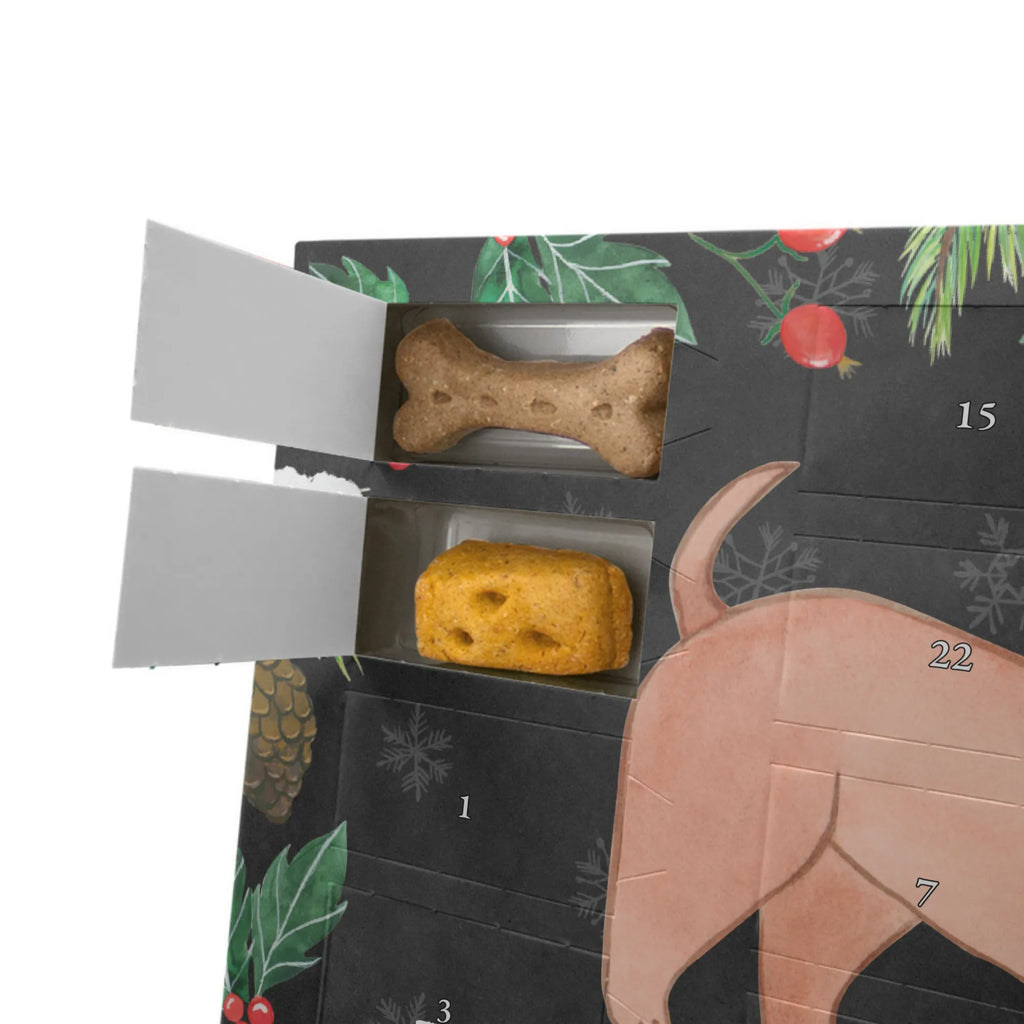 Hunde Adventskalender Dackel Kurzhaardackel Moment Weihnachtskalender, Kalender, Adventskalender für Hunde, Hunde Adventskalender, Geschenk, Schenken, Hund, Hunderasse, Rassehund, Hundebesitzer, Tierfreund, Welpe, Kurzhaardackel, Teckel, Dachshund