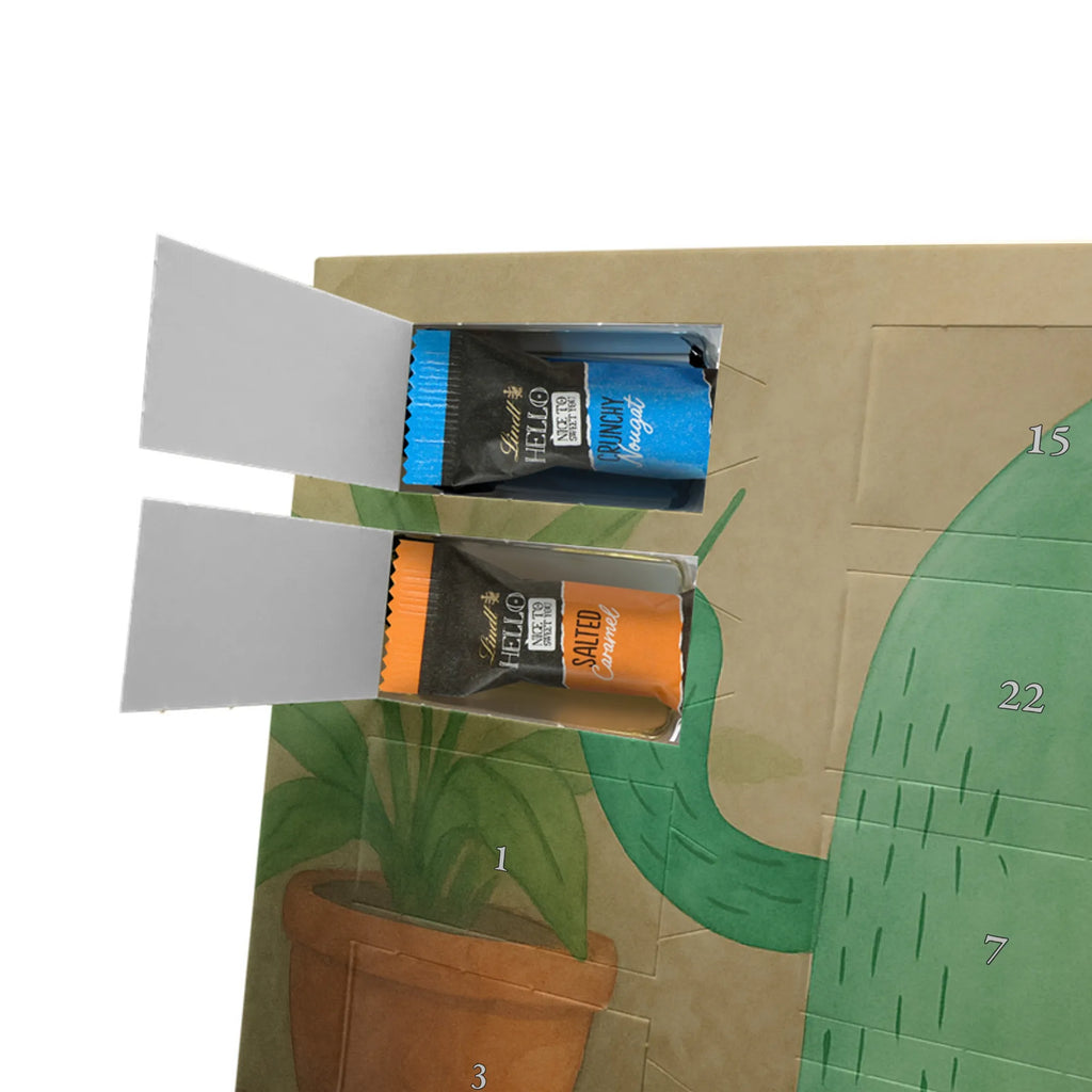 Chocolate advent calendar cactus Fury Design cactus, cactuses, plants, cactus plant, small green cactus, school, annoy, office life, colleague, angry