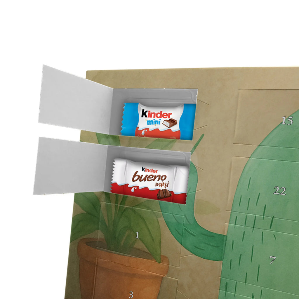 Chocolate advent calendar cactus Fury Design cactus, cactuses, plants, cactus plant, small green cactus, school, annoy, office life, colleague, angry