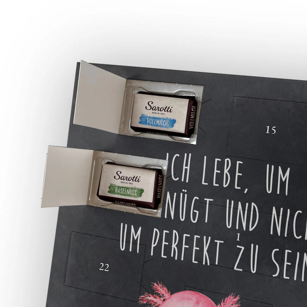  axolotl zero Axolotl, Axelotl, marine animals, Mexican walking fish, salamander, contented, girlfriend, love, wisdom, Axolot, happy, cheerful, worldly wisdom, lifestyle