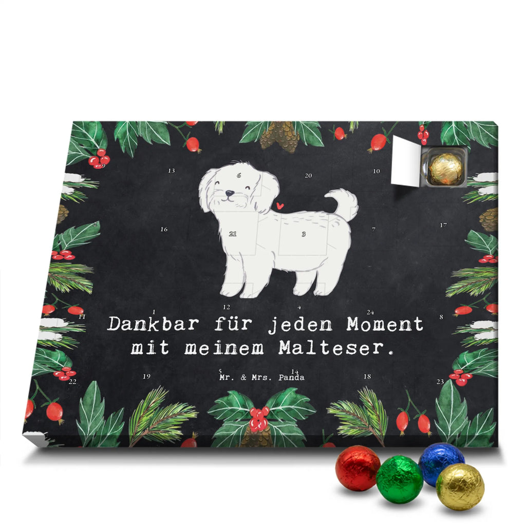  Maltańczyk Chwila szczeniak, miłośnik zwierząt, właściciel psa, pies rasowy, rasa psa, Pies, prezent, dawanie