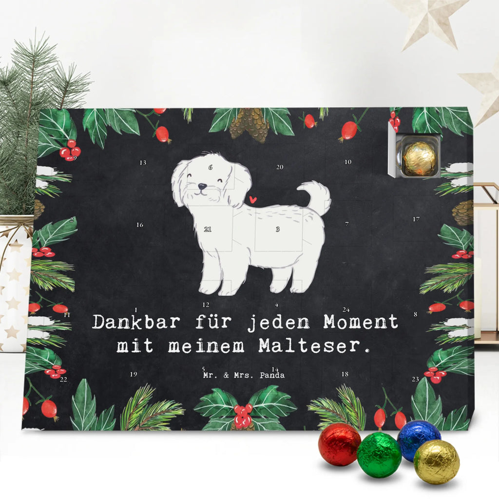  Maltańczyk Chwila szczeniak, miłośnik zwierząt, właściciel psa, pies rasowy, rasa psa, Pies, prezent, dawanie