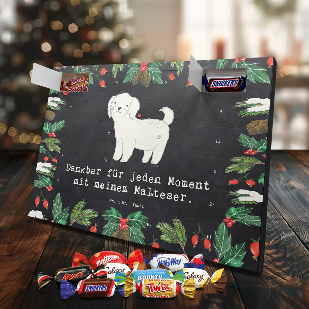  Maltańczyk Chwila szczeniak, miłośnik zwierząt, właściciel psa, pies rasowy, rasa psa, Pies, prezent, dawanie