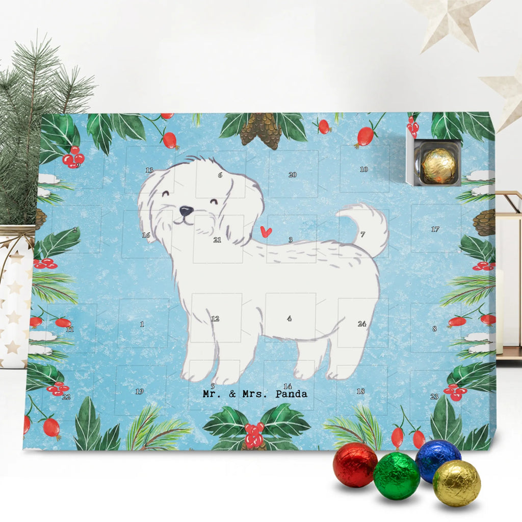  Maltańczyk Chwila szczeniak, miłośnik zwierząt, właściciel psa, pies rasowy, rasa psa, Pies, prezent, dawanie