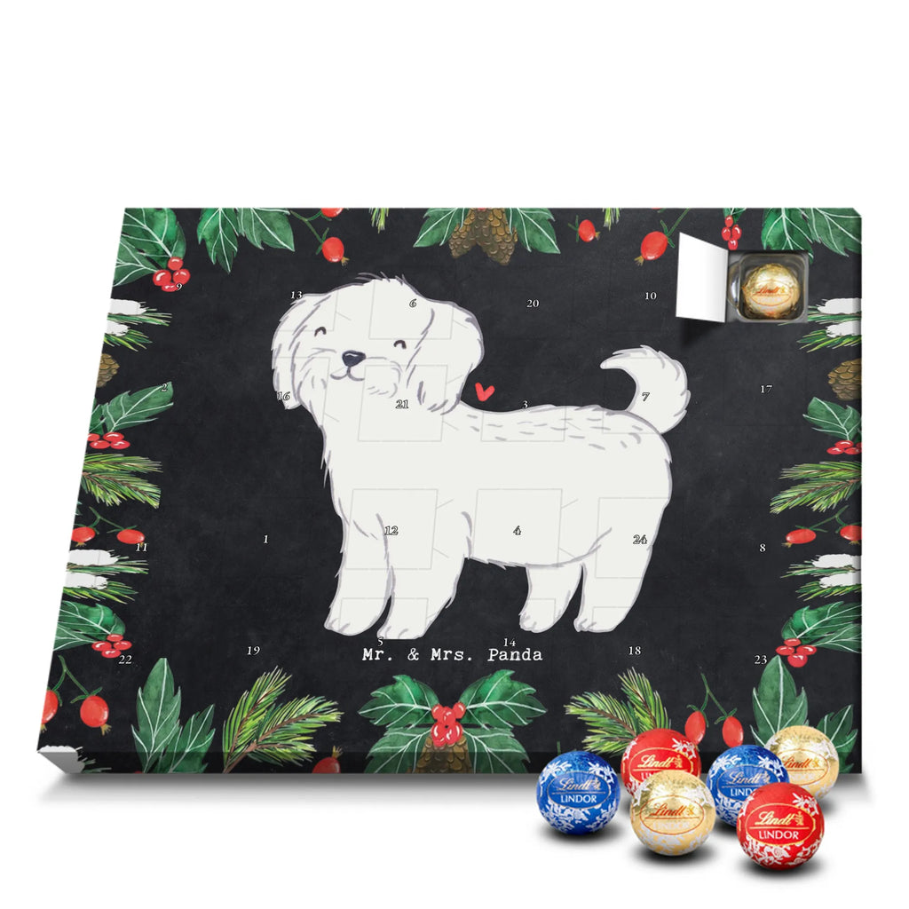  Maltańczyk Chwila szczeniak, miłośnik zwierząt, właściciel psa, pies rasowy, rasa psa, Pies, prezent, dawanie