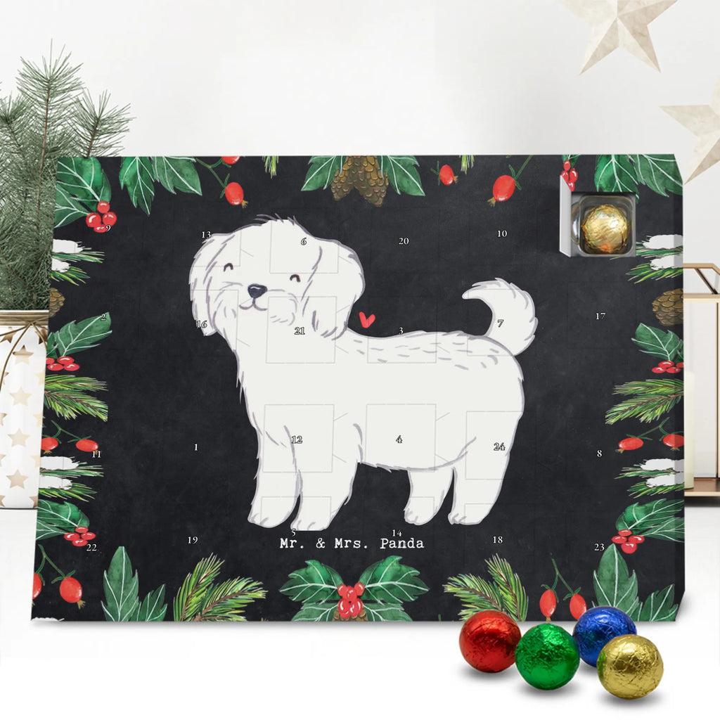  Maltańczyk Chwila szczeniak, miłośnik zwierząt, właściciel psa, pies rasowy, rasa psa, Pies, prezent, dawanie