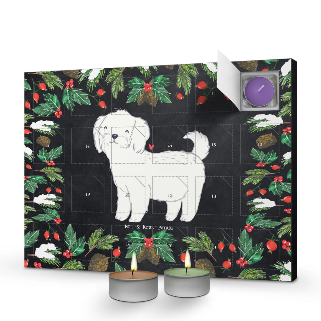  Maltańczyk Chwila dawanie, prezent, Pies, rasa psa, pies rasowy, właściciel psa, miłośnik zwierząt, szczeniak