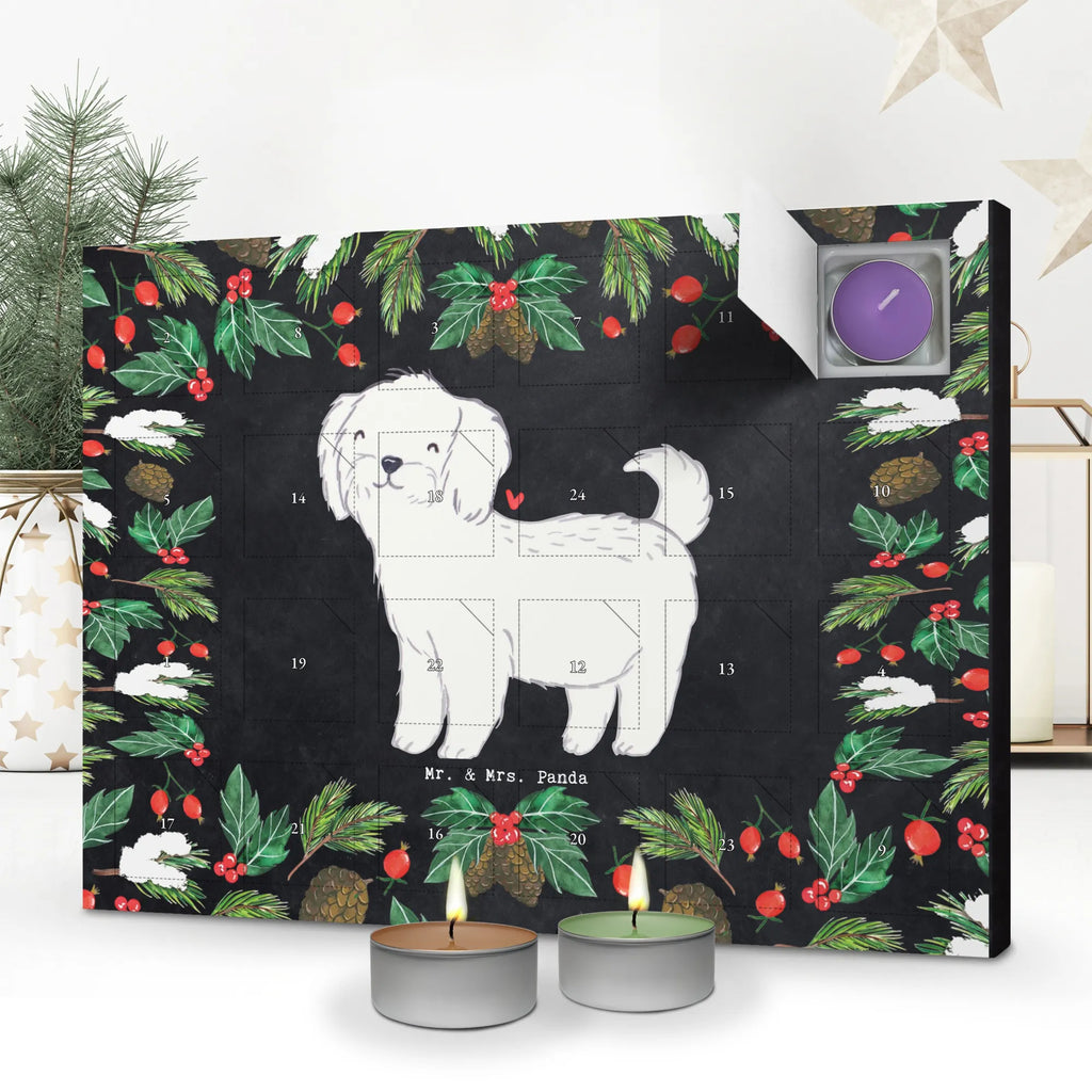  Maltańczyk Chwila dawanie, prezent, Pies, rasa psa, pies rasowy, właściciel psa, miłośnik zwierząt, szczeniak