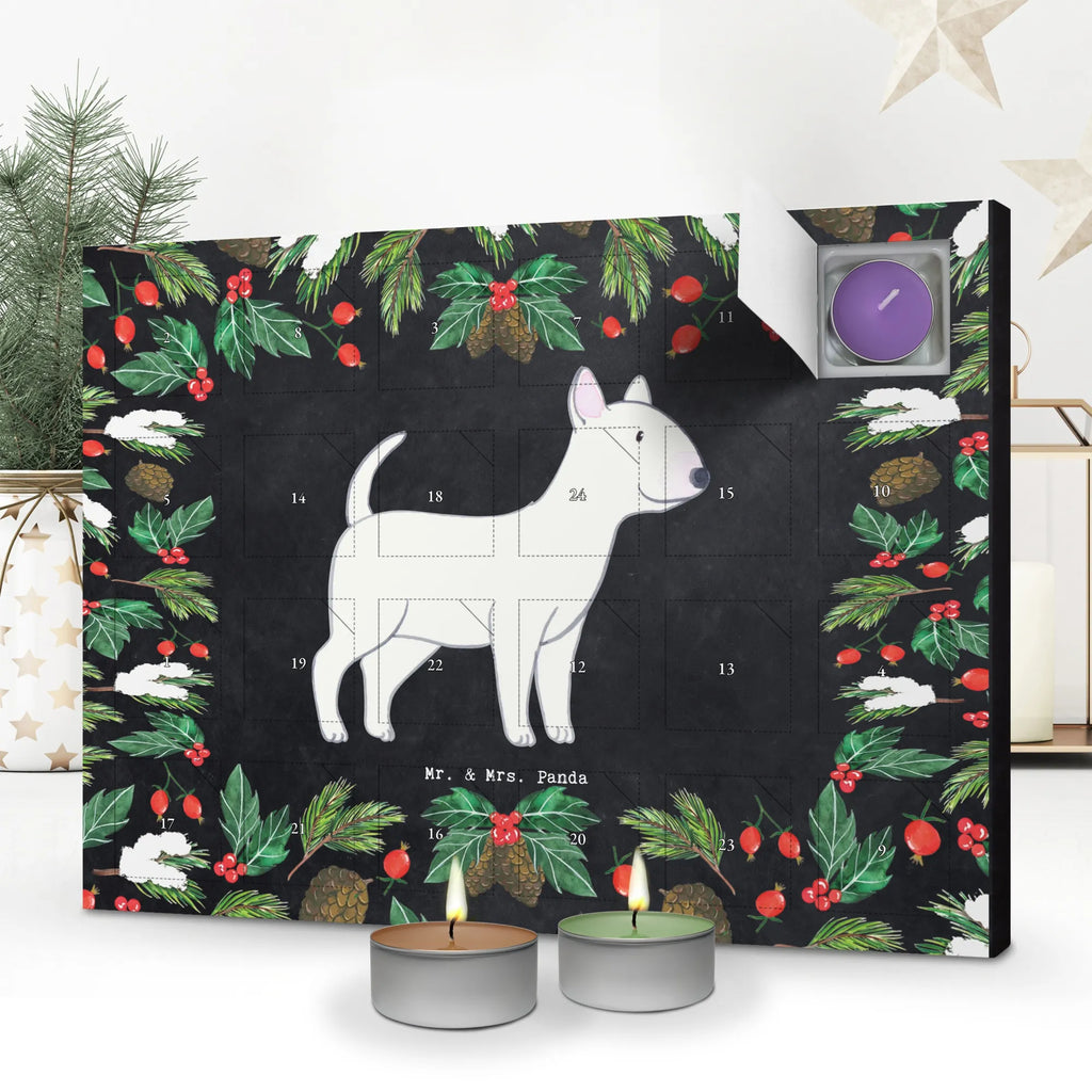  Bullterrier chwila dawanie, prezent, Pies, rasa psa, pies rasowy, właściciel psa, miłośnik zwierząt, szczeniak