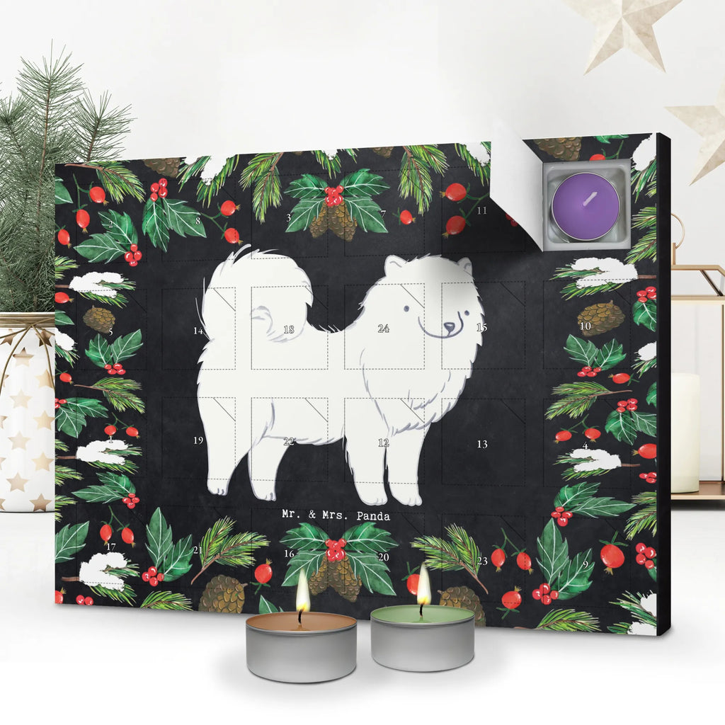  samojed Chwila dawanie, prezent, Pies, rasa psa, pies rasowy, właściciel psa, miłośnik zwierząt, szczeniak