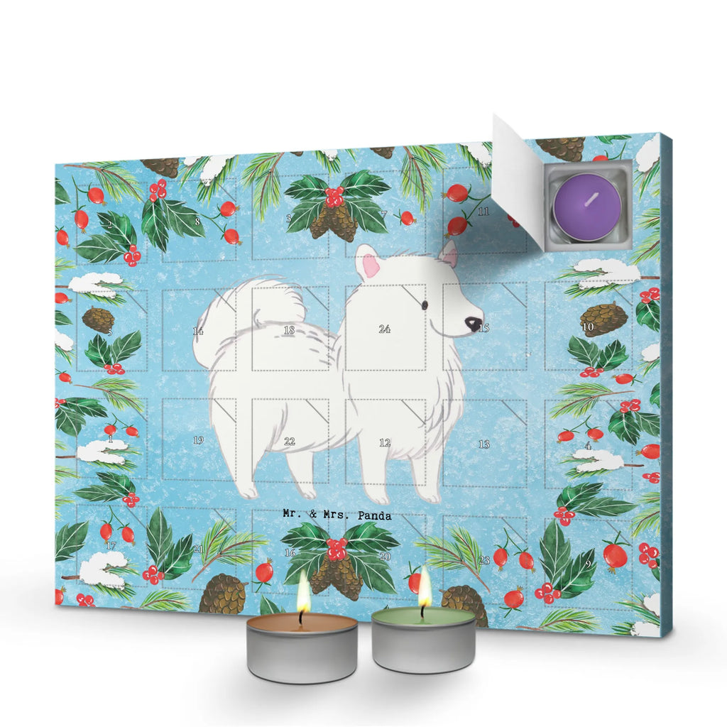  Szpic chwila dawanie, prezent, Pies, rasa psa, pies rasowy, właściciel psa, miłośnik zwierząt, szczeniak