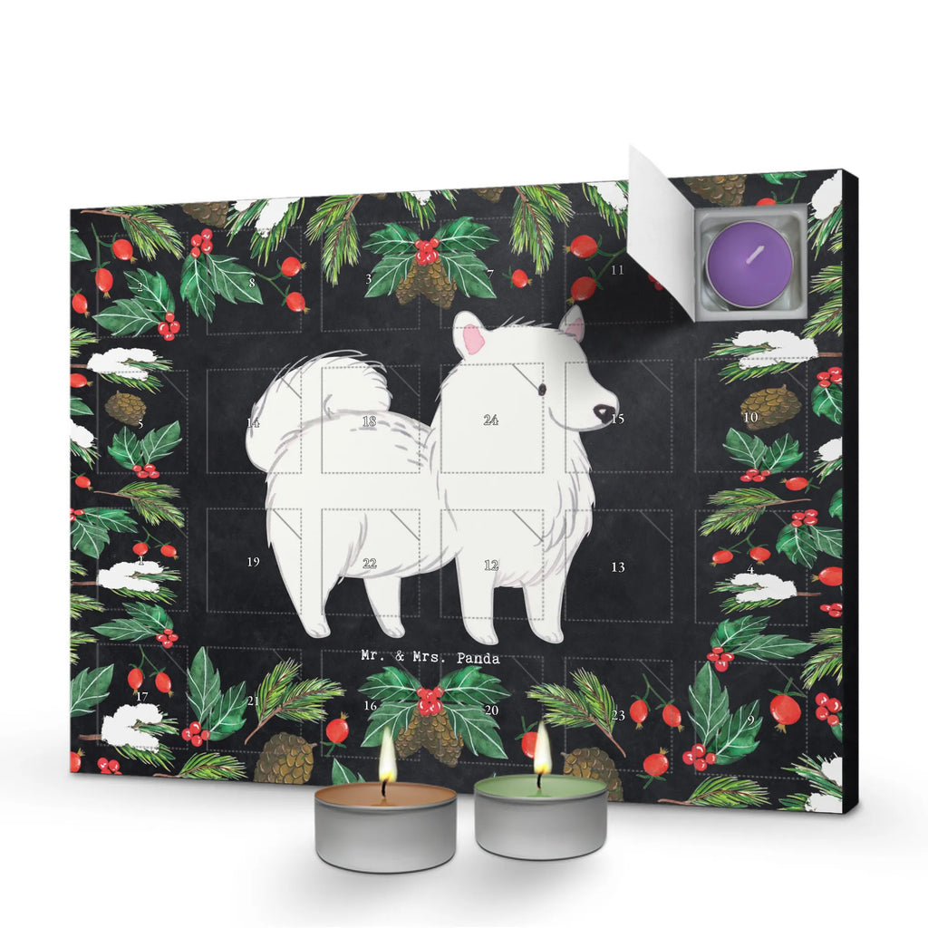  Szpic chwila dawanie, prezent, Pies, rasa psa, pies rasowy, właściciel psa, miłośnik zwierząt, szczeniak