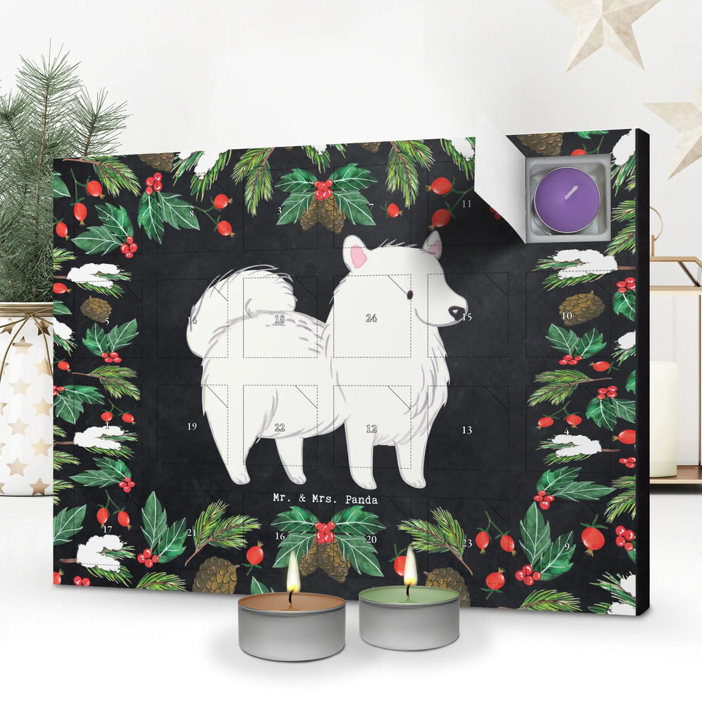  Szpic chwila dawanie, prezent, Pies, rasa psa, pies rasowy, właściciel psa, miłośnik zwierząt, szczeniak