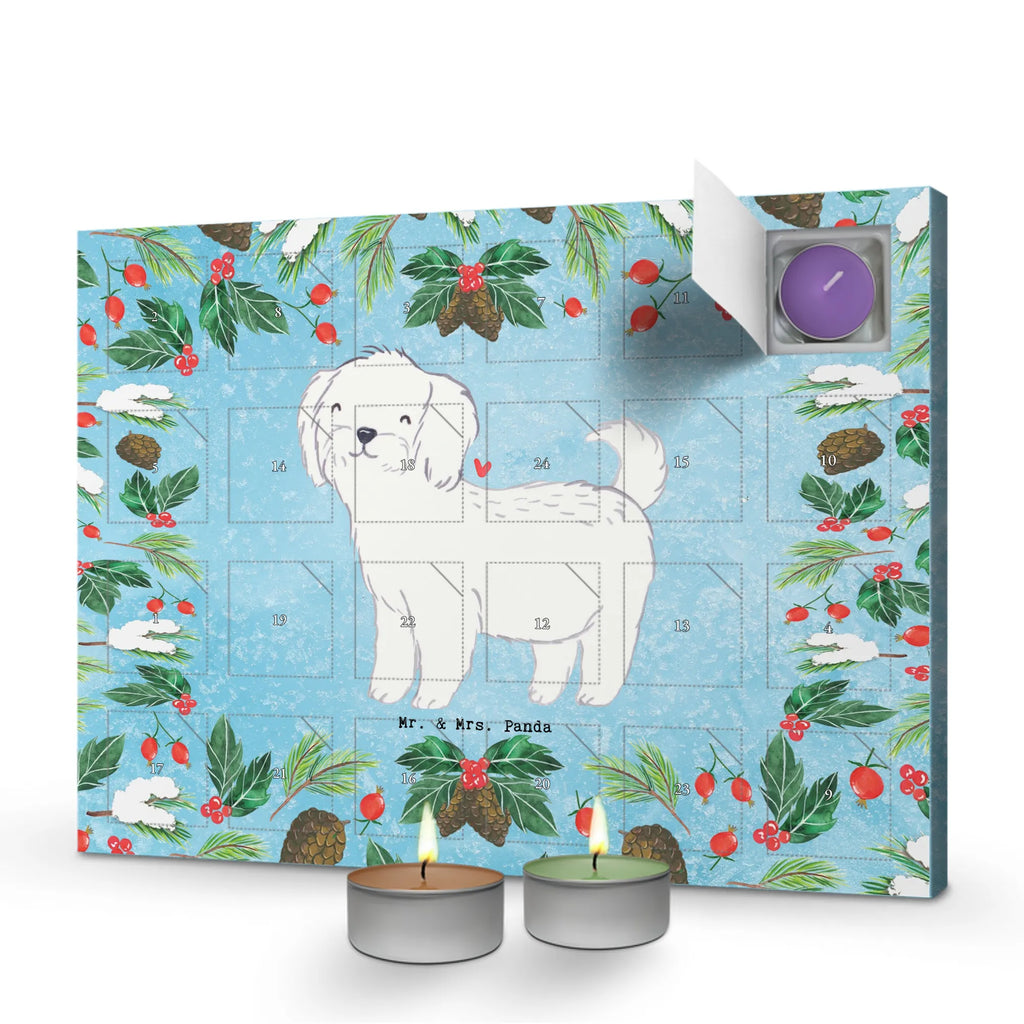  Maltańczyk Chwila dawanie, prezent, Pies, rasa psa, pies rasowy, właściciel psa, miłośnik zwierząt, szczeniak