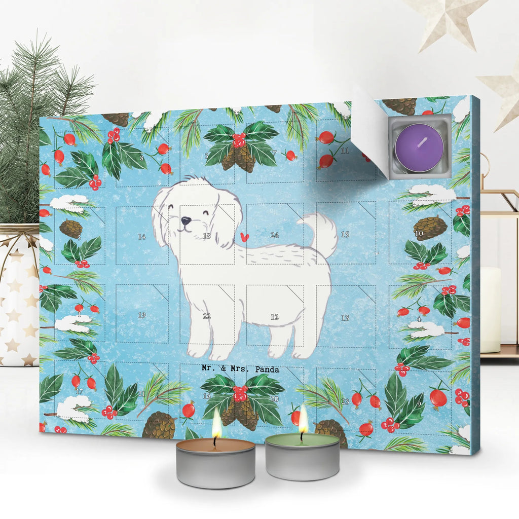  Maltańczyk Chwila dawanie, prezent, Pies, rasa psa, pies rasowy, właściciel psa, miłośnik zwierząt, szczeniak