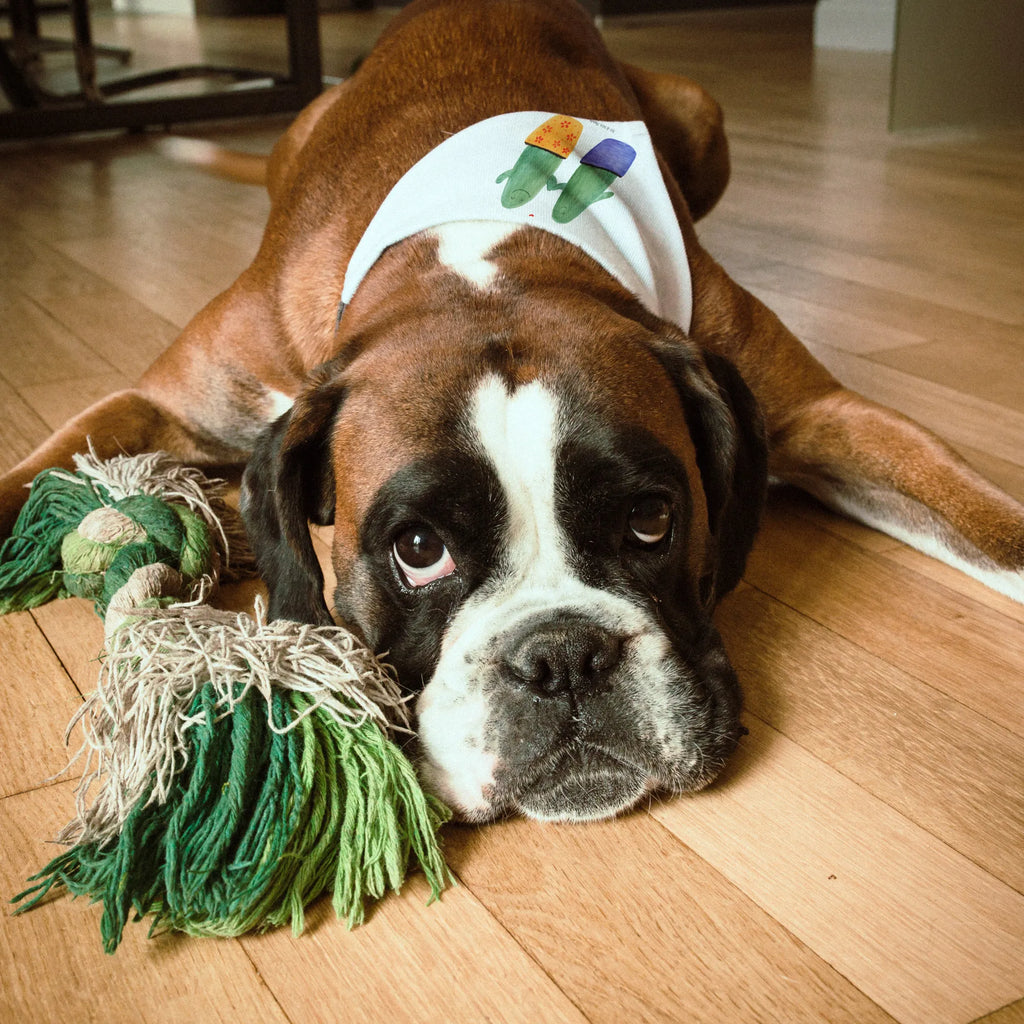 Hundehalstuch Kaktus Liebe Hundehalstuch, klein, Tuch, Halstuch, kleine Hunde, Hunde, Kaktus, Kakteen, Liebesbeweis, Hochzeit, Streit, Trennung, Versöhnung, Liebesbotschaft, Freundschaft, Liebe, Paar, Pärchen, Verlobung, Liebesnachricht, Kaktusliebe, Love